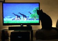kot oglądający tv